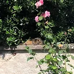 L'exotique Au Calme, Terrasse & Jardin, شقة