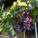 L'exotique Au Calme, Terrasse & Jardin, شقة Cusset