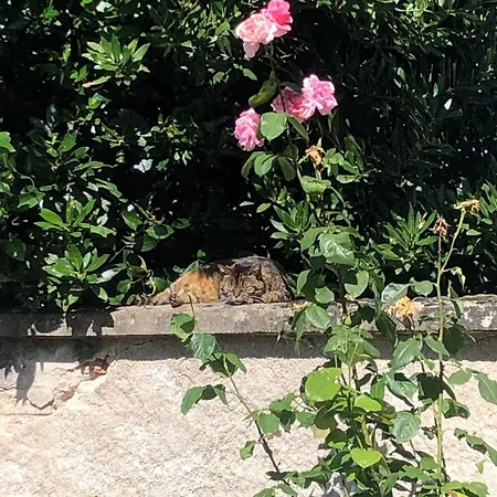 L'exotique Au Calme, Terrasse & Jardin, شقة